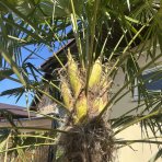 Palma konopná (Trachycarpus fortunei) - výška kmeňa 100-120 cm, celková výška 200-250 cm, kont. C70L (-17°C)